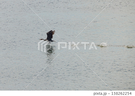 Cormorant gliding gracefully over the serene water at midday, showcasing its agility and beauty in motion Cormorant gliding gracefully over the serene water at midday, showcasing its agility and beauty in motion 138262254
