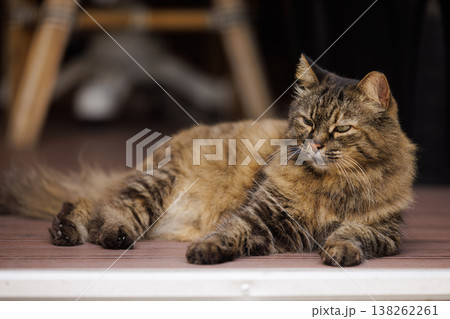 Playful tabby cat enjoying a sunny afternoon on a warm wooden porch in the heart of springtime Playful tabby cat enjoying a sunny afternoon on a warm wooden porch in the heart of springtime 138262261