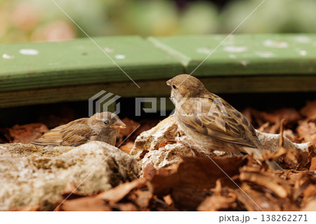 Two sparrows explore the forest floor among leaves and stones on a sunny afternoon Two sparrows explore the forest floor among leaves and stones on a sunny afternoon 138262271