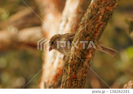 Bird perched on a tree branch in a serene outdoor setting during golden hour Bird perched on a tree branch in a serene outdoor setting during golden hour 138262281
