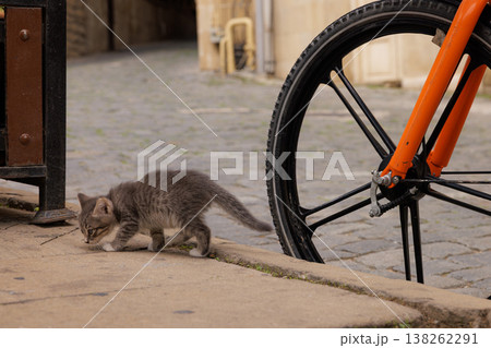 Curious kitten explores cobblestone streets near a vibrant orange bicycle Curious kitten explores cobblestone streets near a vibrant orange bicycle 138262291