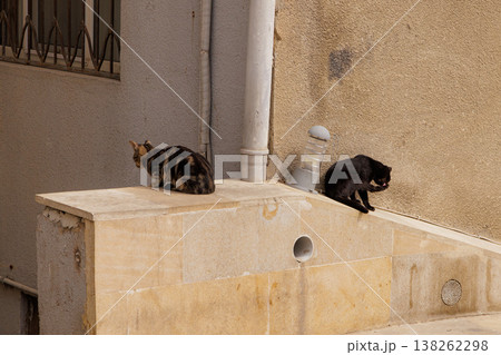 Two curious cats exploring a stylish stone ledge in a sunlit urban setting during a calm afternoon Two curious cats exploring a stylish stone ledge in a sunlit urban setting during a calm afternoon 138262298