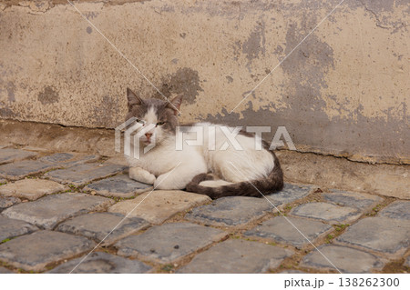 Cozy cat lounging on cobblestone street under warm afternoon light in an urban setting Cozy cat lounging on cobblestone street under warm afternoon light in an urban setting 138262300