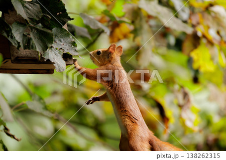 Squirrel exploring the woodland during autumn, reaching for a tasty treat among vibrant leaves Squirrel exploring the woodland during autumn, reaching for a tasty treat among vibrant leaves 138262315