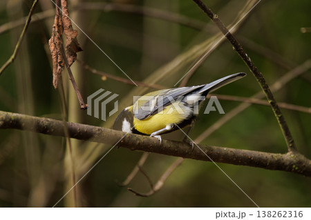 Colorful bird exploring a branch in a lush forest during a sunny day 138262316