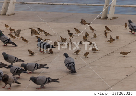 Feathers fluttering on the waterfront as birds gather joyfully in the warm afternoon sun Feathers fluttering on the waterfront as birds gather joyfully in the warm afternoon sun 138262320