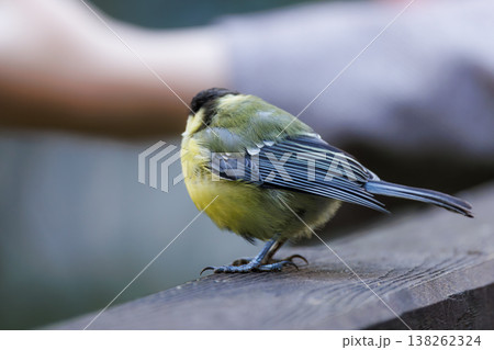 Brightly colored bird perched on a wooden railing at a serene outdoor location during the morning hours Brightly colored bird perched on a wooden railing at a serene outdoor location during the morning hours 138262324