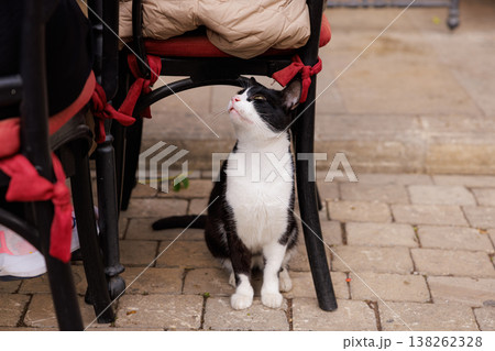 Charming little cat exploring a cafe patio on a sunny afternoon Charming little cat exploring a cafe patio on a sunny afternoon 138262328