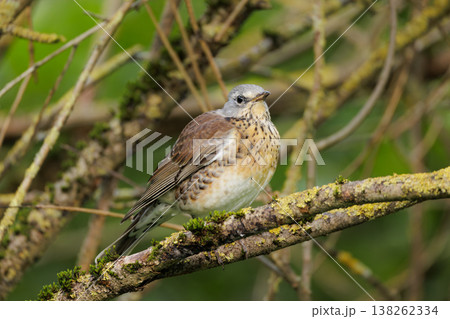 Majestic bird perched on a mossy branch amidst a tranquil green backdrop in early morning light Majestic bird perched on a mossy branch amidst a tranquil green backdrop in early morning light 138262334