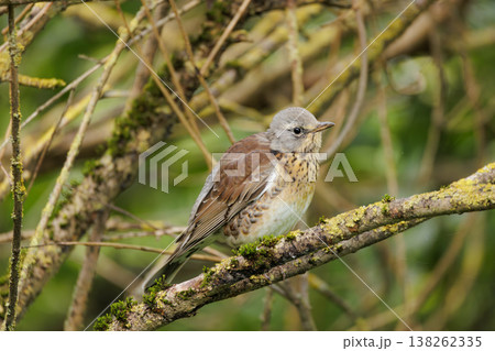 Bird perched quietly on a moss-covered branch in a lush green forest during a sunny afternoon 138262335