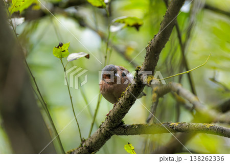 Colorful bird perched on a tree branch amidst vibrant green foliage in a serene forest setting 138262336