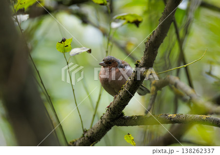 Charming bird perches quietly among vibrant leaves on a serene autumn day in the forest Charming bird perches quietly among vibrant leaves on a serene autumn day in the forest 138262337