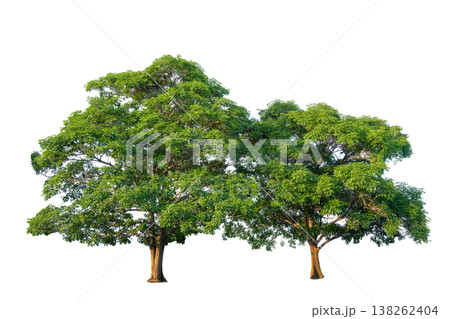 2 Green tree isolated on transparent background with clipping path, single tree with clipping path and alpha channel. are Forest and foliage in summer for both printing and web pages. 2 Green tree isolated on transparent background with clipping path, single tree with clipping path and alpha channel. are Forest and foliage in summer for both printing and web pages. 138262404