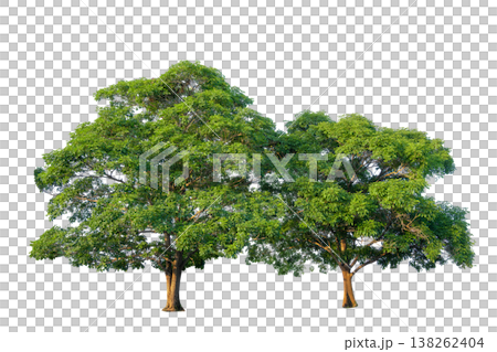 2 Green tree isolated on transparent background with clipping path, single tree with clipping path and alpha channel. are Forest and foliage in summer for both printing and web pages. 2 Green tree isolated on transparent background with clipping path, single tree with clipping path and alpha channel. are Forest and foliage in summer for both printing and web pages. 138262404
