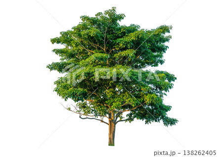 Green tree isolated on transparent background with clipping path, single tree with clipping path and alpha channel. are Forest and foliage in summer for both printing and web pages. 138262405