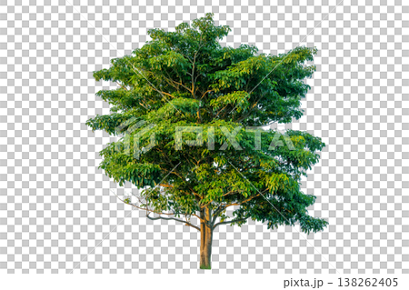 Green tree isolated on transparent background with clipping path, single tree with clipping path and alpha channel. are Forest and foliage in summer for both printing and web pages. 138262405