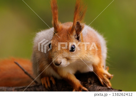 Curious squirrel explores the forest in soft afternoon light during the early autumn season Curious squirrel explores the forest in soft afternoon light during the early autumn season 138262412