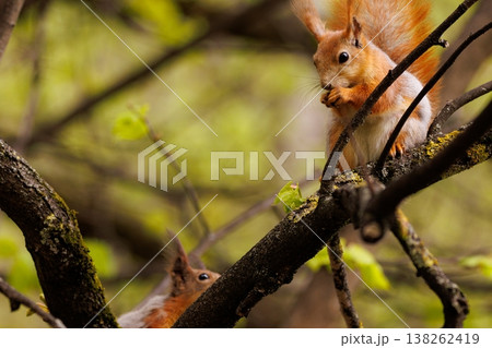 Squirrels playfully gathering food in a lush forest during a sunny autumn afternoon Squirrels playfully gathering food in a lush forest during a sunny autumn afternoon 138262419