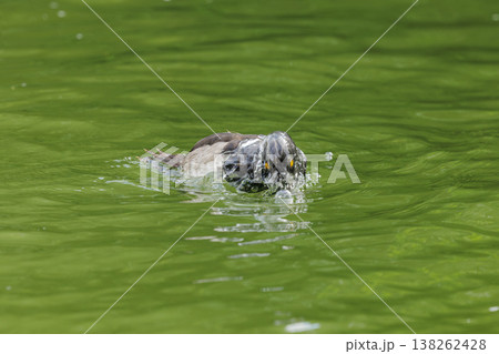Underwater exploration of a curious duck in a vibrant green pond during a sunny day Underwater exploration of a curious duck in a vibrant green pond during a sunny day 138262428