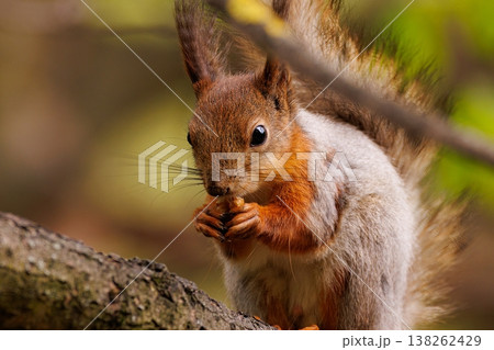 Squirrel enjoying a snack on a sunny day in a vibrant forest setting Squirrel enjoying a snack on a sunny day in a vibrant forest setting 138262429