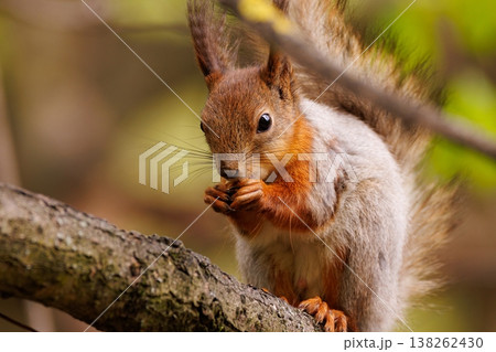 Squirrel enjoying a snack while perched on a branch in a vibrant forest during a sunny afternoon 138262430