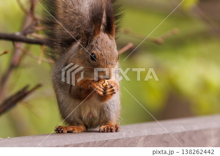 Close-up view of a curious squirrel nibbling on a nut alongside a tranquil forest path in early morning light 138262442