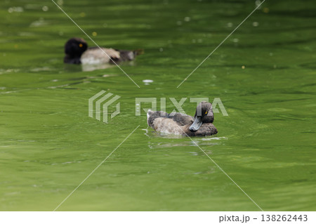 Ducks gliding peacefully on the vibrant green waters of a serene lake during a calm afternoon 138262443