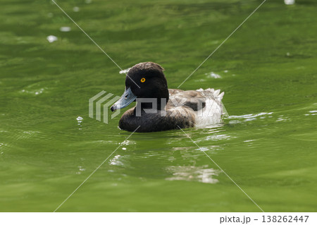 Serene duck glides through vibrant green waters in a peaceful natural setting Serene duck glides through vibrant green waters in a peaceful natural setting 138262447