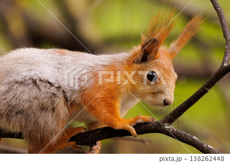 Squirrel exploring branches during a sunny afternoon in a peaceful forest setting Squirrel exploring branches during a sunny afternoon in a peaceful forest setting 138262448