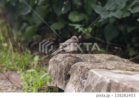 Small bird foraging on a stone surface in a lush green garden during a quiet afternoon 138262453