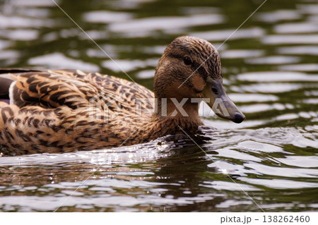 Beautiful duck gliding gracefully through calm waters in a serene natural setting at midday Beautiful duck gliding gracefully through calm waters in a serene natural setting at midday 138262460
