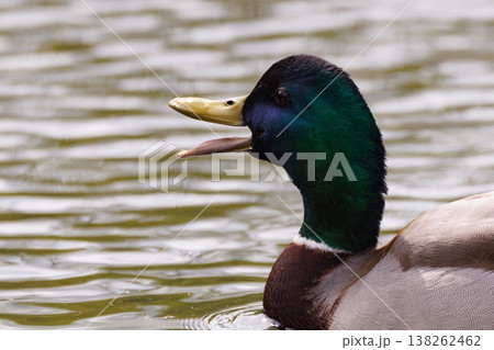 Mallard duck quacks joyfully while gliding across a serene pond on a sunny afternoon 138262462