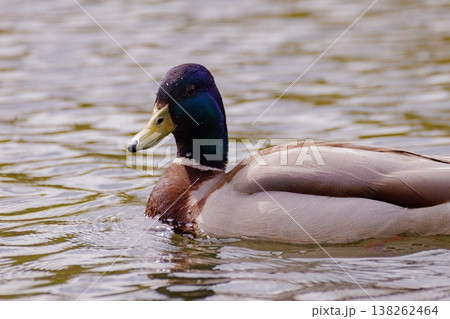 Majestic mallard duck gliding gracefully on the serene lake during a sunny afternoon Majestic mallard duck gliding gracefully on the serene lake during a sunny afternoon 138262464