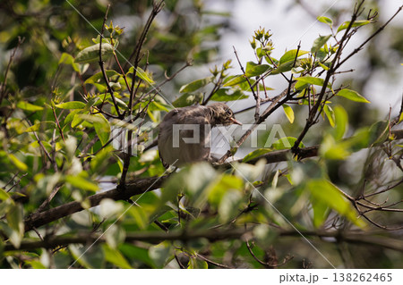 Bird perched on a branch amid lush green leaves in a vibrant garden during a sunny day 138262465