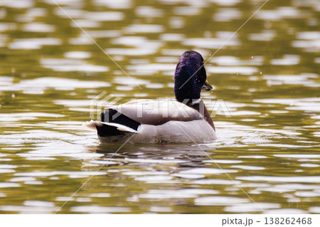 Majestic duck gliding gracefully across the shimmering pond at dawn Majestic duck gliding gracefully across the shimmering pond at dawn 138262468