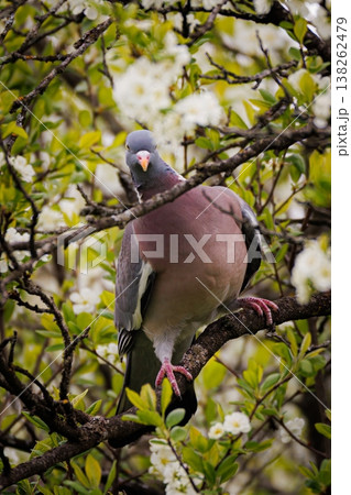 Bird perched peacefully among bright white blossoms in a tranquil spring setting Bird perched peacefully among bright white blossoms in a tranquil spring setting 138262479