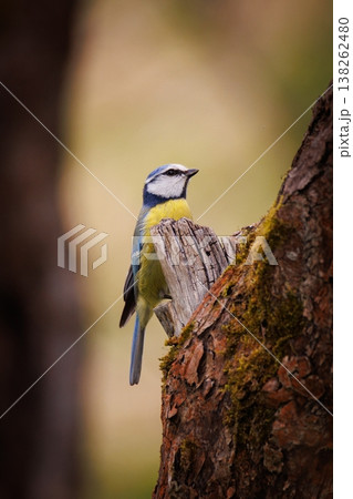 Vibrant blue tit perched on a moss-covered tree trunk in a tranquil woodland setting Vibrant blue tit perched on a moss-covered tree trunk in a tranquil woodland setting 138262480