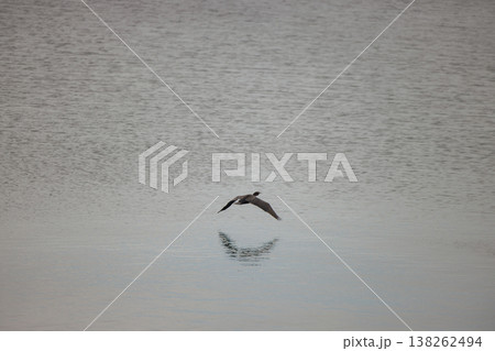 Majestic bird gliding gracefully above calm water at twilight near serene lake Majestic bird gliding gracefully above calm water at twilight near serene lake 138262494