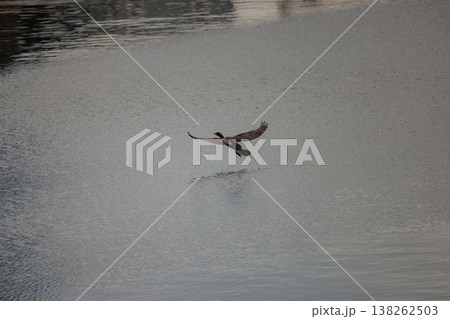Majestic bird gliding gracefully over a shimmering lake at sunset creating a beautiful reflection 138262503