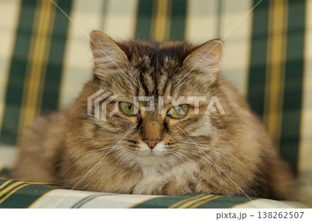 Fluffy cat lounging comfortably on a green and yellow checkered blanket in a cozy setting Fluffy cat lounging comfortably on a green and yellow checkered blanket in a cozy setting 138262507