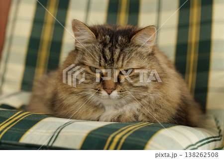 Fluffy cat lounging comfortably on a cozy green and yellow striped cushion indoors 138262508