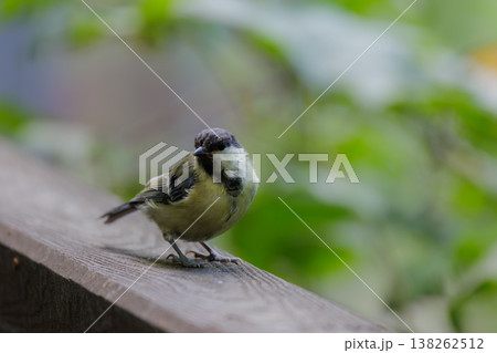Small bird with vibrant plumage perches on a wooden railing in lush green surroundings during daytime Small bird with vibrant plumage perches on a wooden railing in lush green surroundings during daytime 138262512