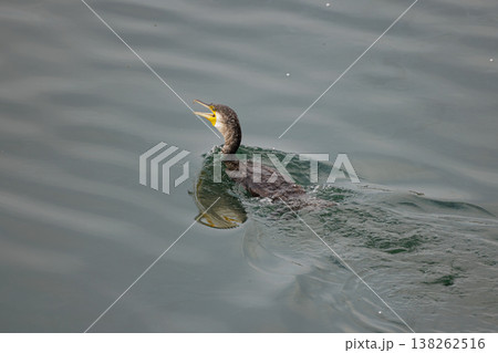 Cormorant gliding gracefully across tranquil waters during a serene morning in nature Cormorant gliding gracefully across tranquil waters during a serene morning in nature 138262516