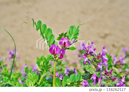 赤いカラスノエンドウの花(春、三月) 赤いカラスノエンドウの花(春、三月) 138262527