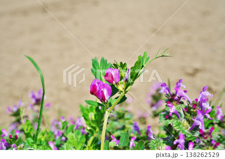 赤いカラスノエンドウの花（春、三月） 138262529