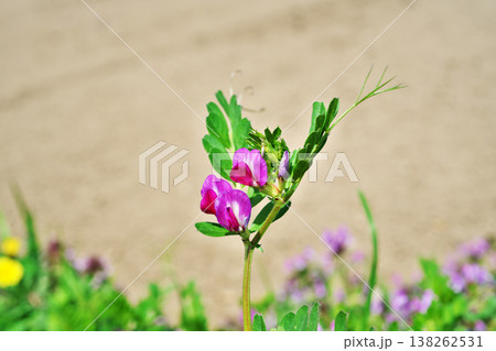 赤いカラスノエンドウの花（春、三月） 138262531