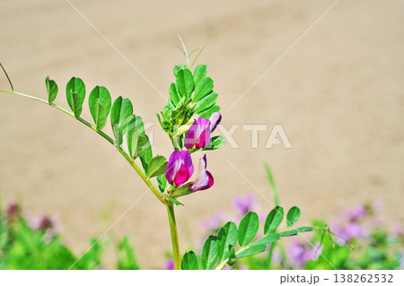 赤いカラスノエンドウの花（春、三月） 138262532
