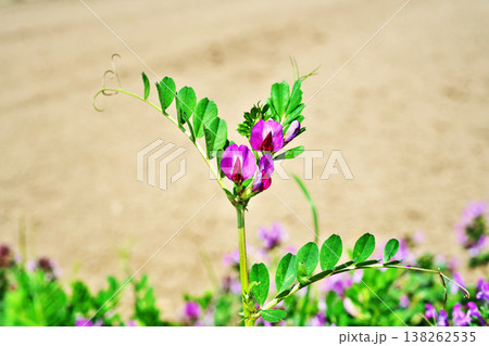 赤いカラスノエンドウの花（春、三月） 138262535