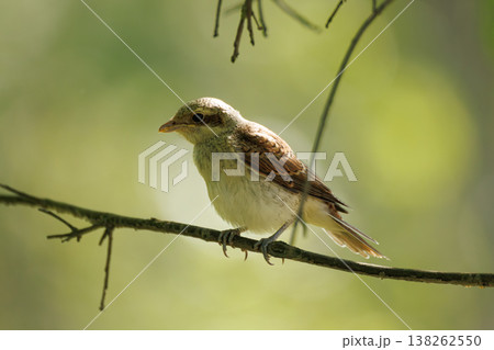 Small bird perches gracefully on a branch in a sunlit forest during the early morning hours 138262550