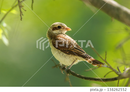 Charming bird perched on a branch in a green woodland during a sunny afternoon Charming bird perched on a branch in a green woodland during a sunny afternoon 138262552